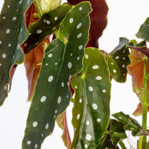 Begonia Maculata - Image 2