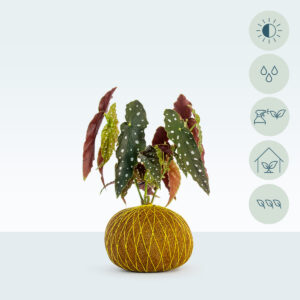 Begonia Maculata - Image 1