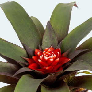 Guzmania MIni - Image 2