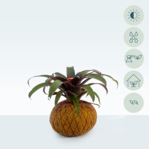 Guzmania MIni - Image 1