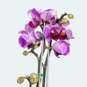 Mini Orquidea - Image 2