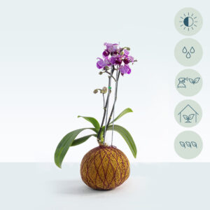 Mini Orquidea - Image 1