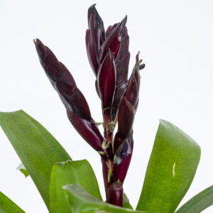 Vriesea (Bromelia) - Image 2