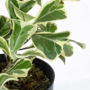 Ficus Triangularis 'Variegata' - Image 2