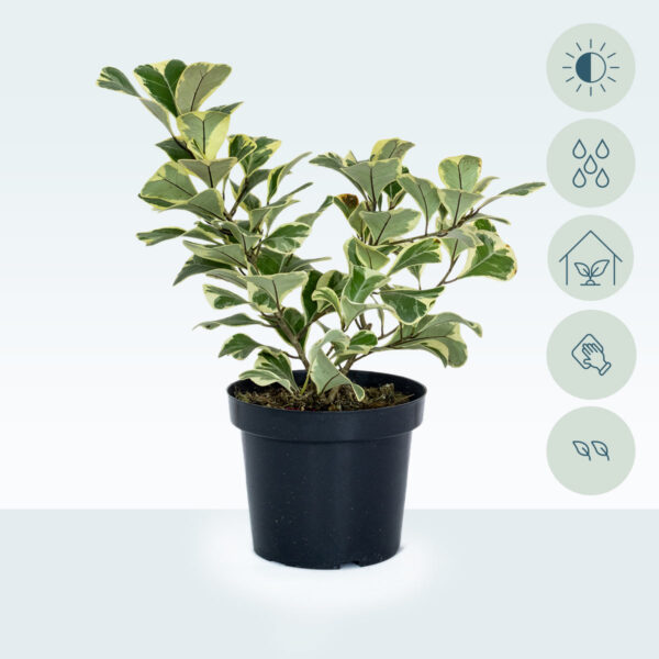 Ficus-Triangularis-temporal1