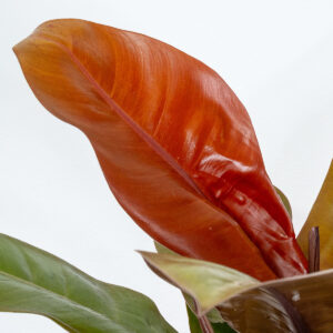 Filodendro Congo - Image 2