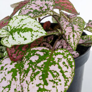 Hypoestes phyllostachya - Image 2