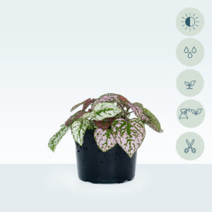 Hypoestes phyllostachya - Image 1
