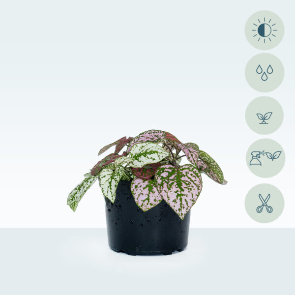 Hypoestes-phyllostachya-temporal1