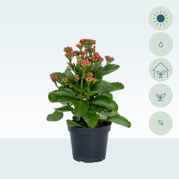 Kalanchoe-blossfeldiana-roja-temporal1