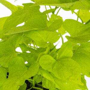 Batata Ornamental - Image 2